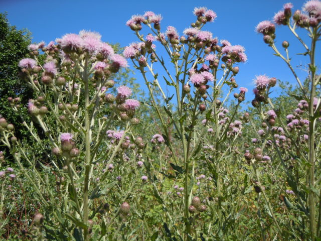 Califoenian Thistle